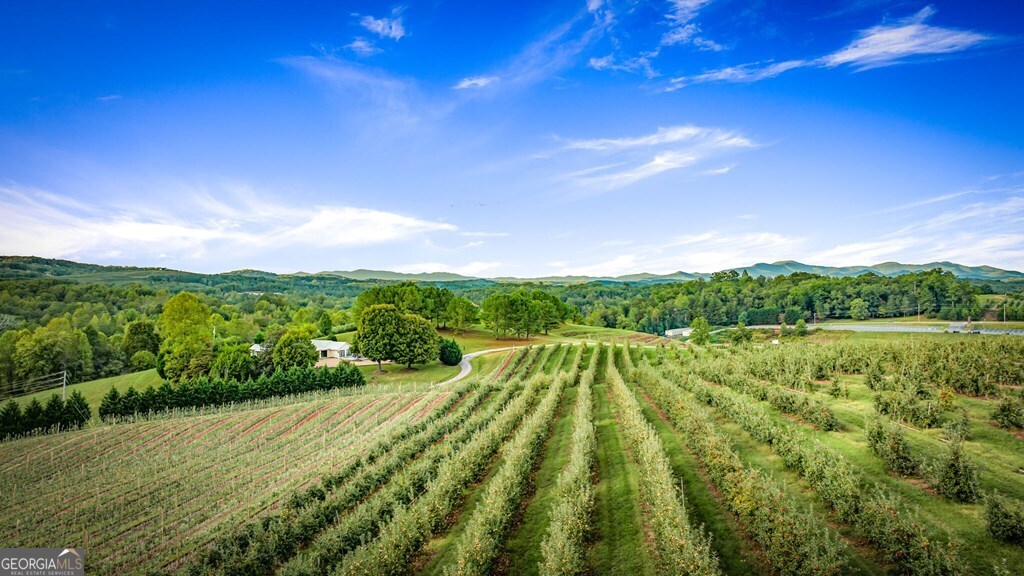 1241 Scenic Drive Blue Ridge GA 30513