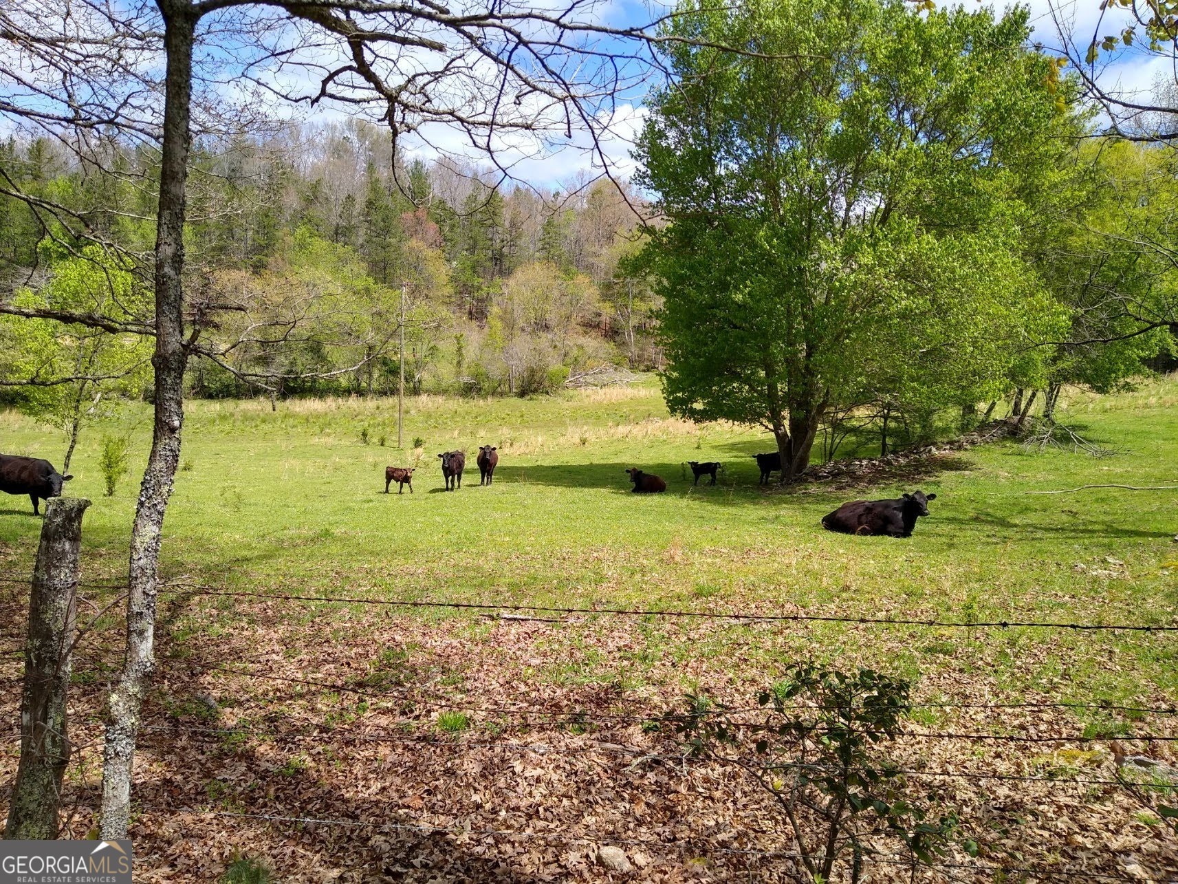 595 Wildlife Trail Morganton GA 30560