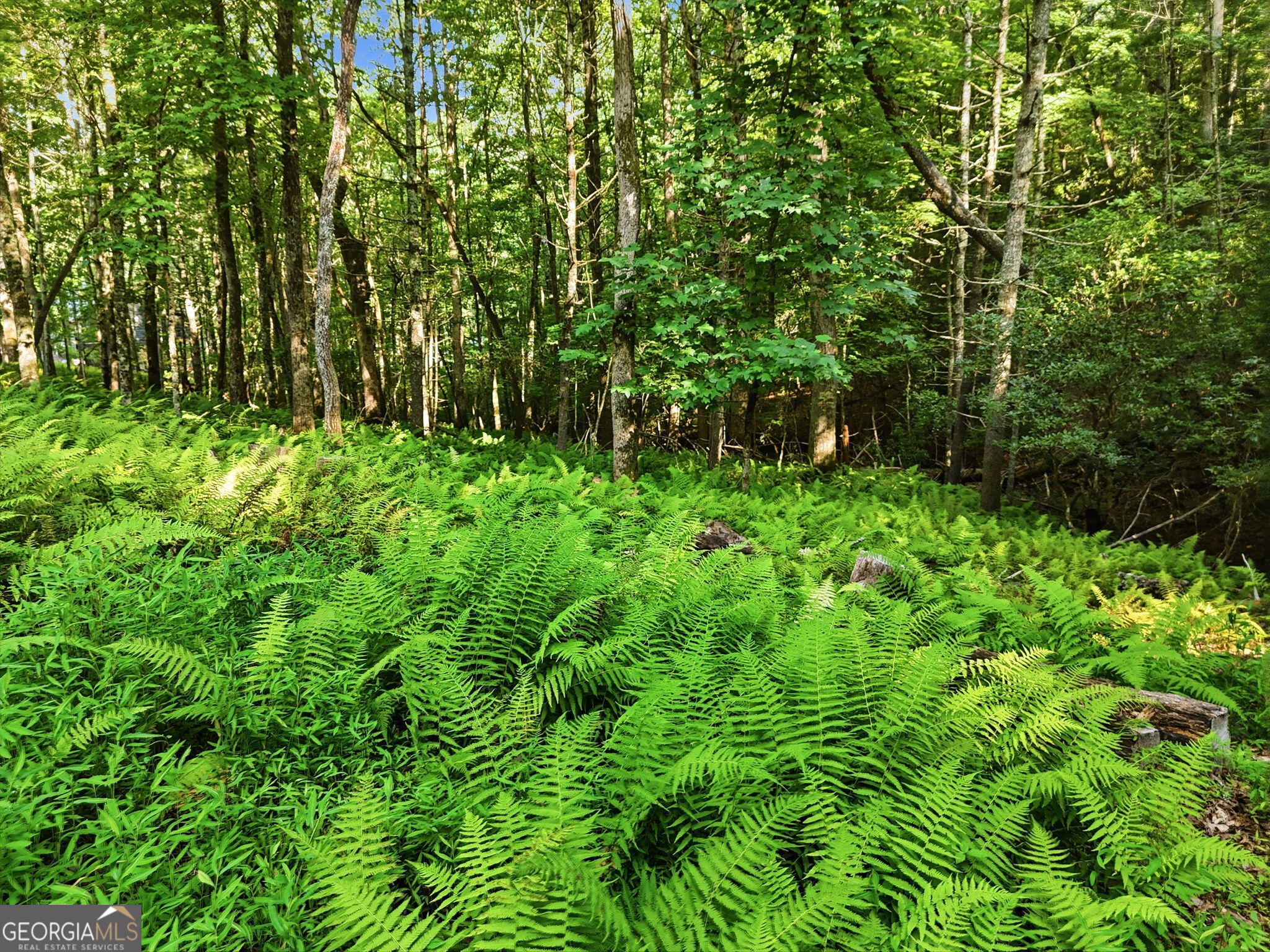 50 Pigeon Creek Road Blue Ridge GA 30513