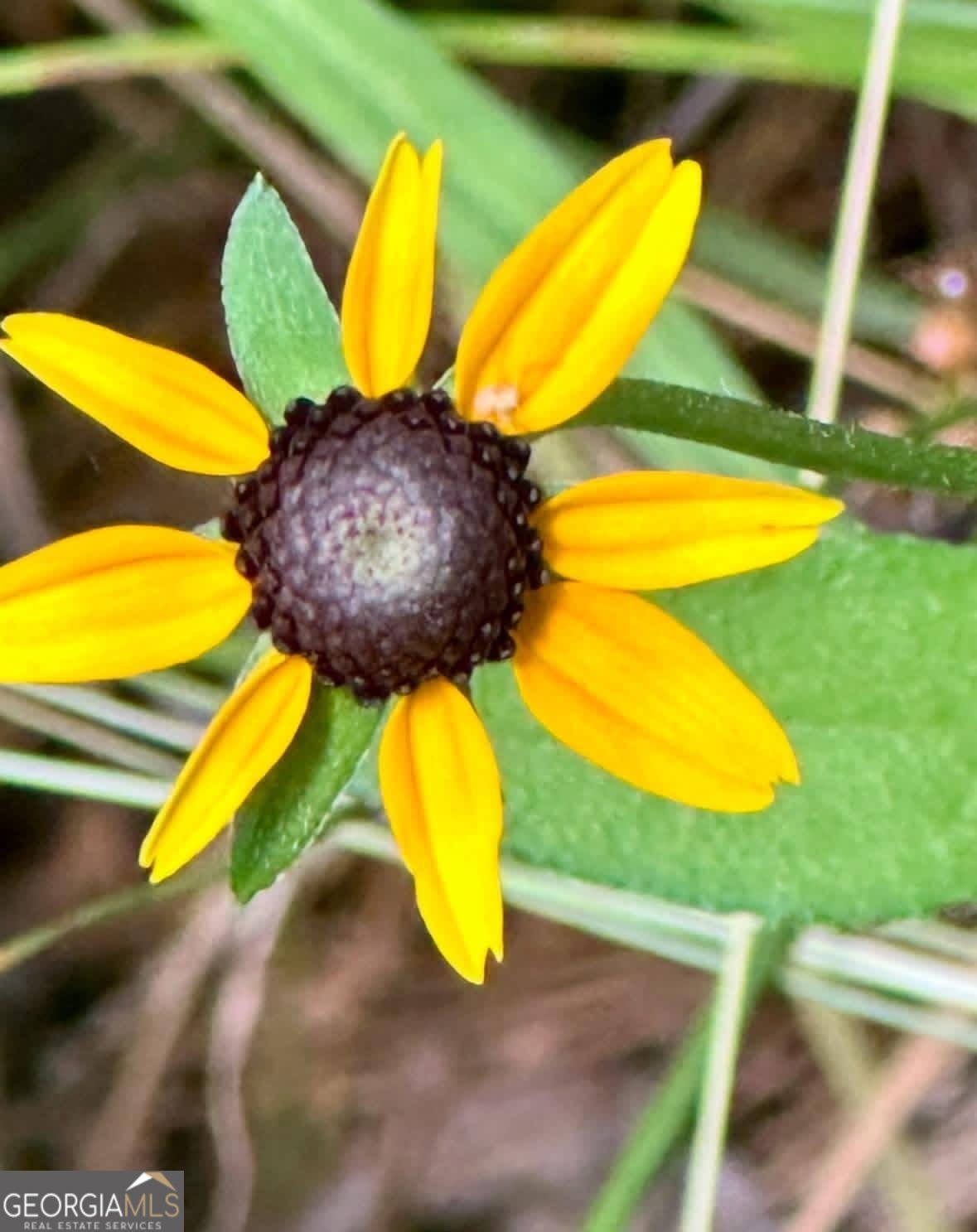 175 Thornton Road Franklin GA 30217