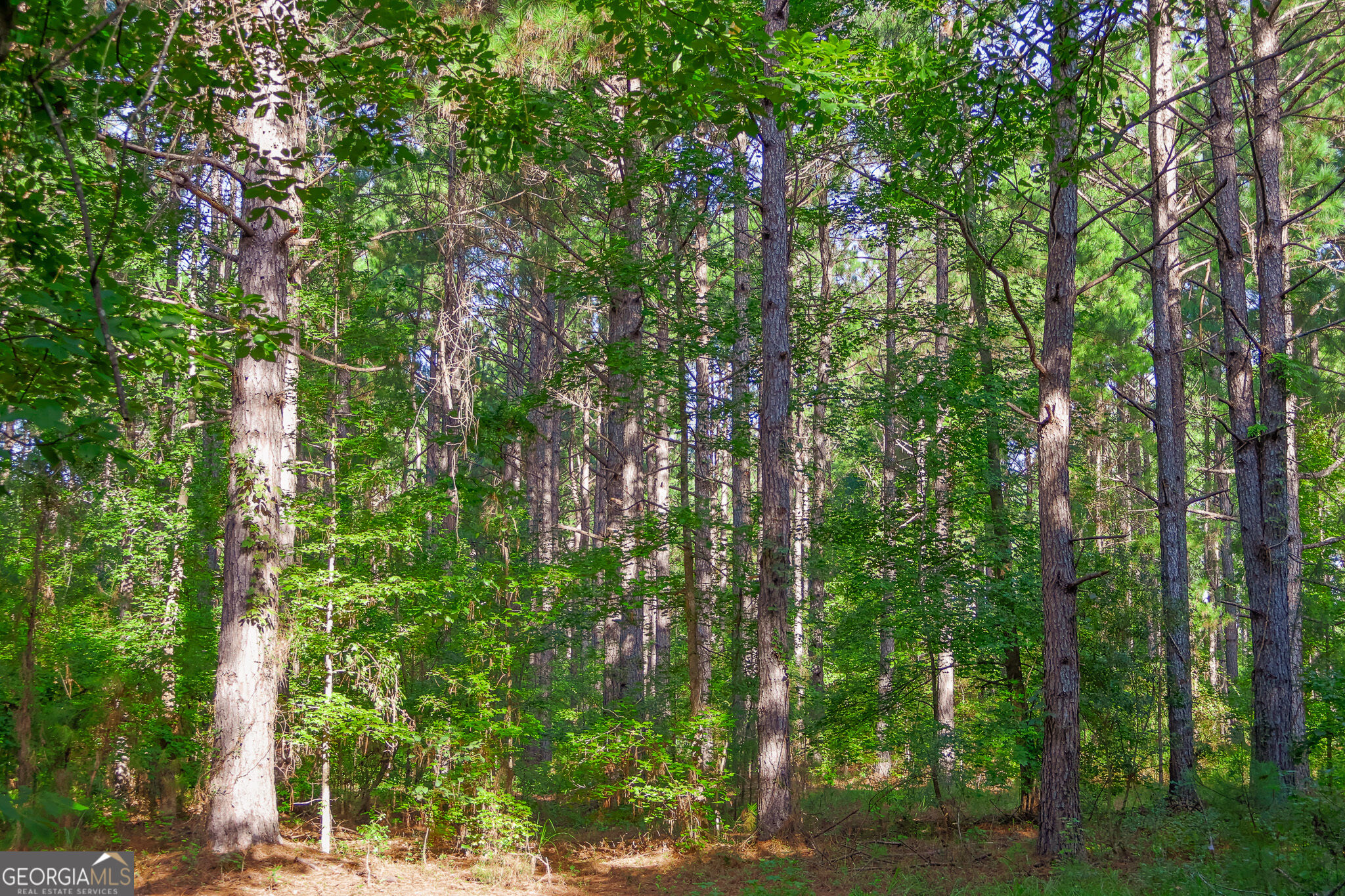 1362 Doyle Road Sardis GA 30456