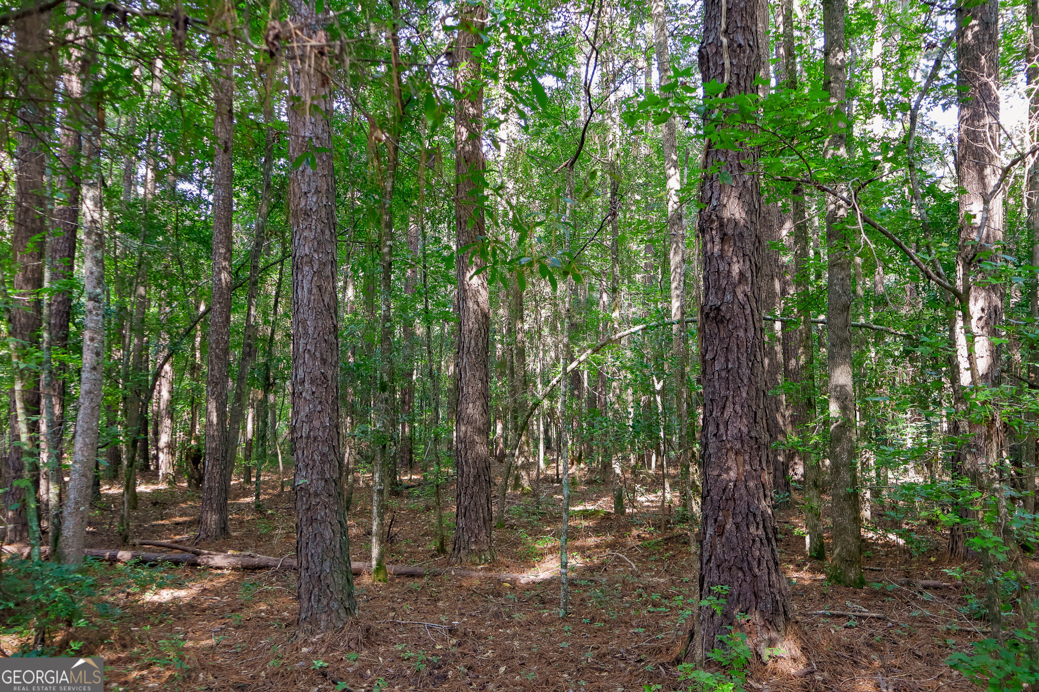 1362 Doyle Road Sardis GA 30456