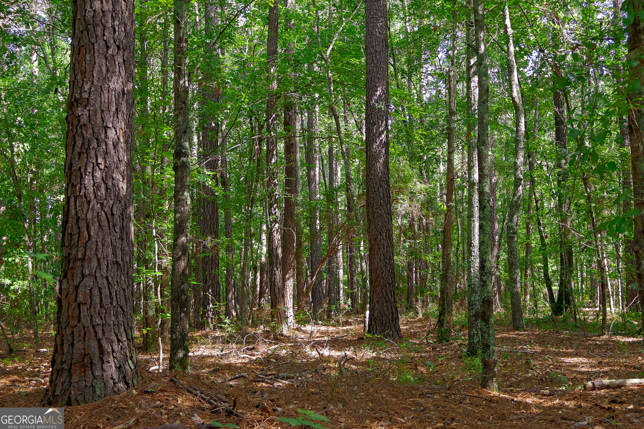 1362 Doyle Road Sardis GA 30456