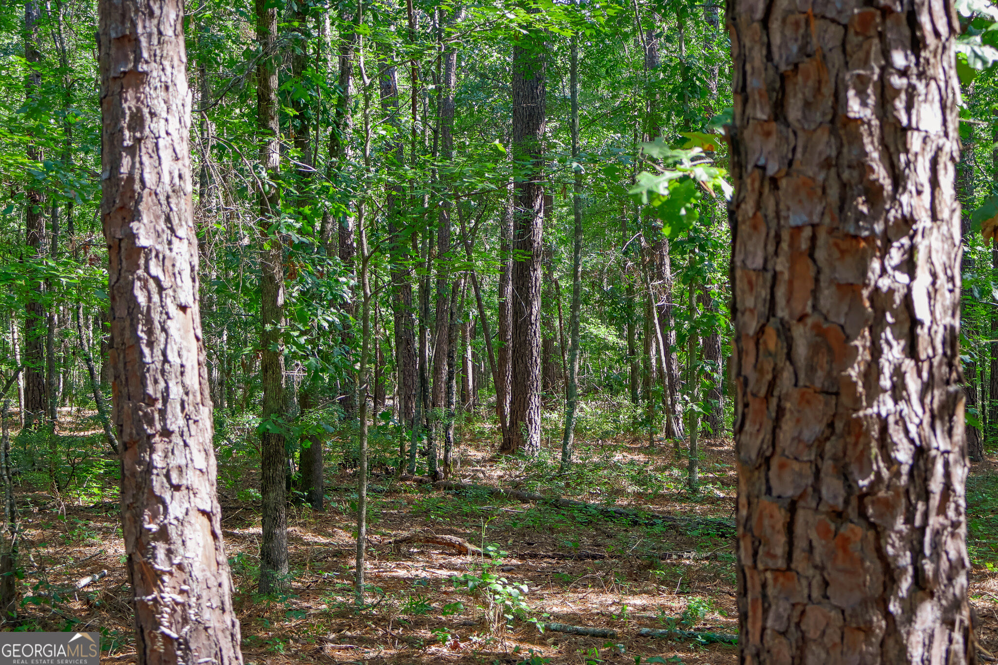 1362 Doyle Road Sardis GA 30456