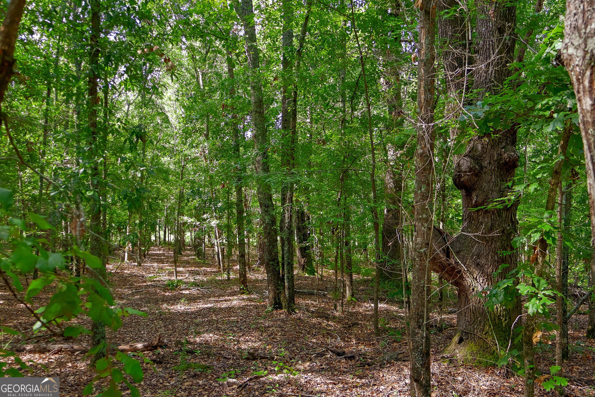1362 Doyle Road Sardis GA 30456