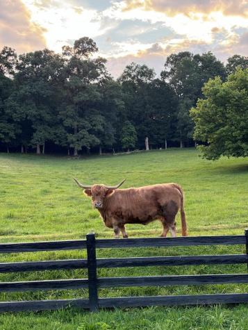 1019 Hardscrabble Road Mineral Bluff GA 30559