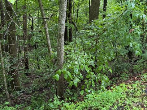 8 Black Bear Trail Hiawassee GA 30548