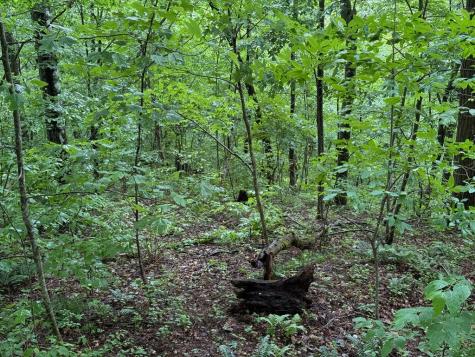 8 Black Bear Trail Hiawassee GA 30548