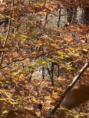 Lot 95 Cedar Road Ellijay GA 30540