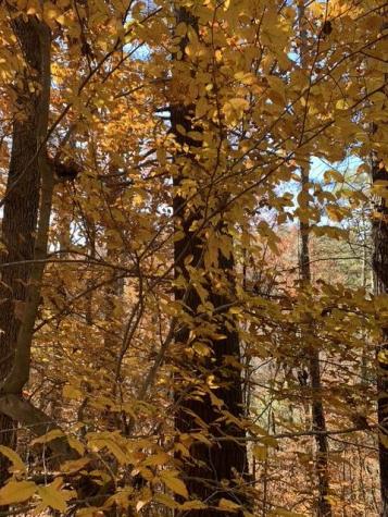 Lot 95 Cedar Road Ellijay GA 30540