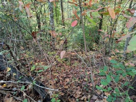 Lot 95 Cedar Road Ellijay GA 30540