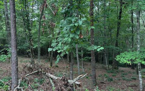 Lot 22 Brasstown Trail Warne NC 28909