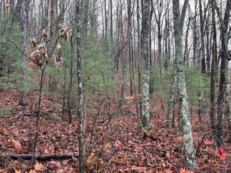 LT12&13 Butternut Grove Road Blairsville GA 30512