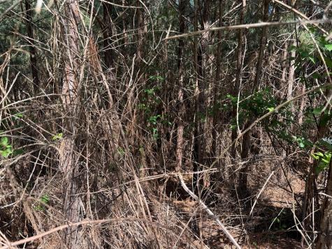 Lot 228 The Cove @ 1300 Blairsville GA 30512