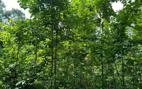 Lot 73 Eagles View Hayesville NC 28904