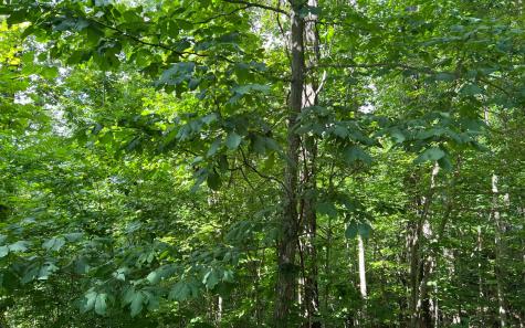 Lot 73 Eagles View Hayesville NC 28904
