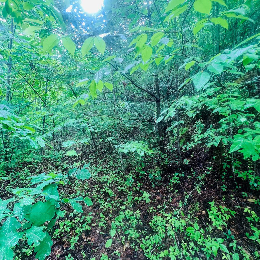 00 Owl Creek Ridge Murphy NC 28906