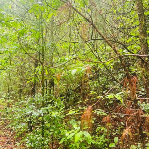 00 Owl Creek Ridge Murphy NC 28906