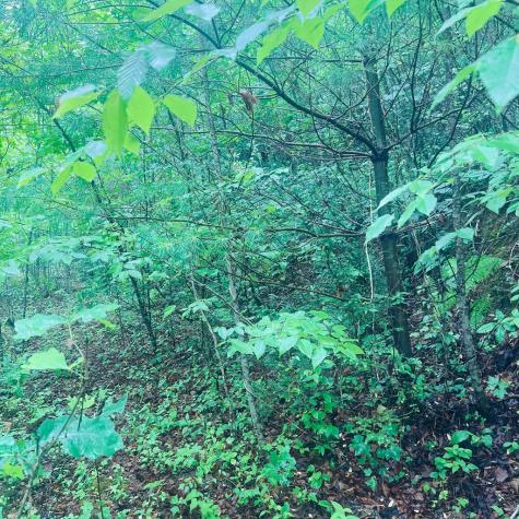 00 Owl Creek Ridge Murphy NC 28906