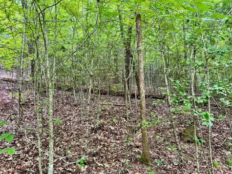 #3 Lower Fox Trail Blairsville GA 30512