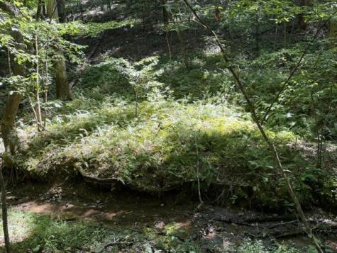 Tr. B&c Bear Hollow Way Cherry Log GA 30522