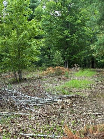 50+/- Pickelsimer Road Morganton GA 30560