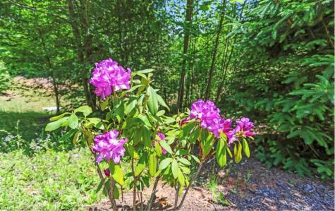 Lt 11 Haven Way Blue Ridge GA 30513