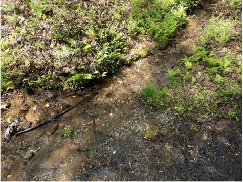LT160 Shallow Water Trail Talking Rock GA 30175