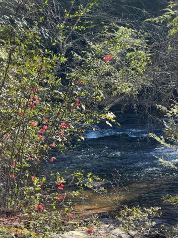 5 Acres Frogtown Place Dahlonega GA 30533