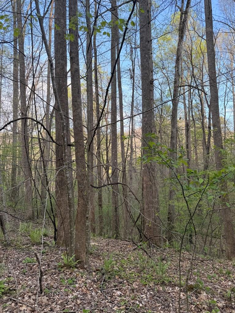 Lot 2 Anns Lane Hayesville NC 28904