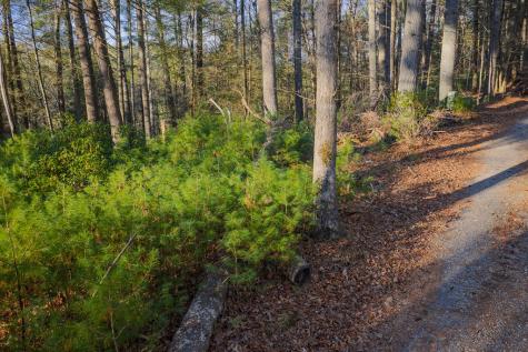 Lot 56 Riverbend Trail Ellijay GA 30540