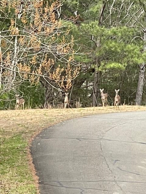 Lt 33 Buck Creek Road Ellijay GA 30540