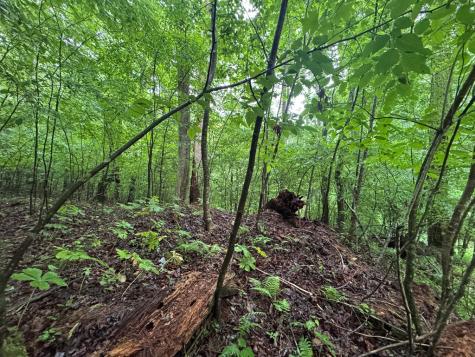 1.23 Ac Bear Run Circle Ellijay GA 30540