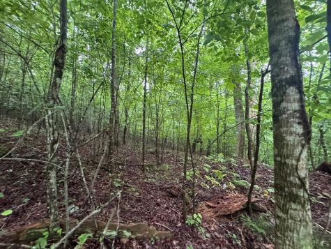 1.23 Ac Bear Run Circle Ellijay GA 30540