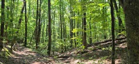 3.4 Acre Peach Lane Ellijay GA 30536