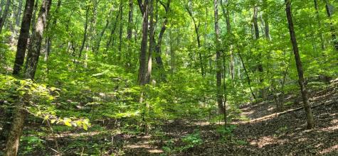 3.4 Acre Peach Lane Ellijay GA 30536