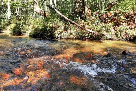 14551 E Highway 52 Ellijay GA 30536