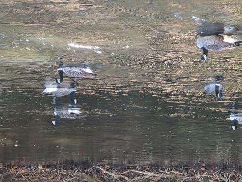 Lot #385 Zenith Trail Ellijay GA 30540