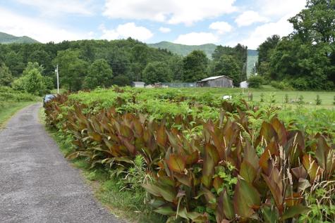 126 Bolo Lane Hayesville NC 28904