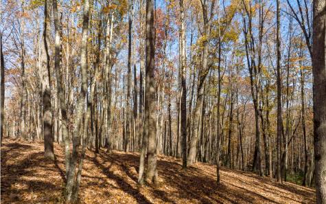 Lot 17r Tanager Trail Ellijay GA 30536