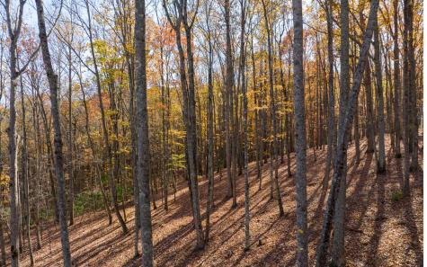 Lot 17r Tanager Trail Ellijay GA 30536