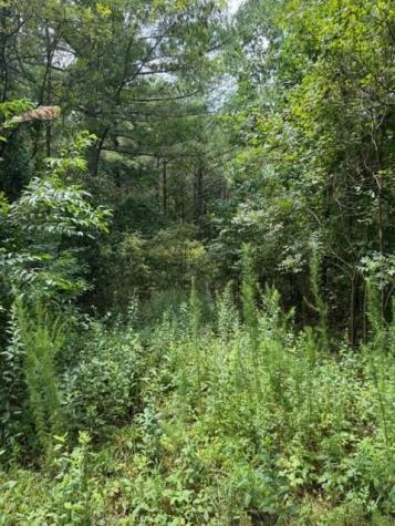 Lt 43&44 Reece Mountain Road Ellijay GA 30536