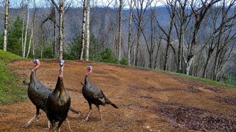 20 Fly Cast Overlook Hayesville NC 28904