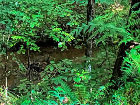 241 Ac Legion Road Ellijay GA 30540