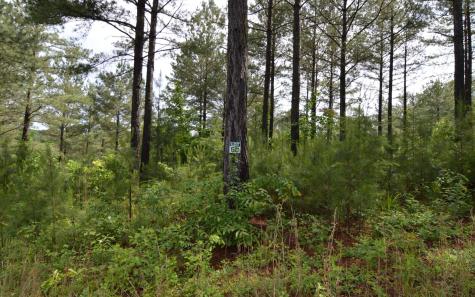 Lot 50 Pinehurst Road Blairsville GA 30512