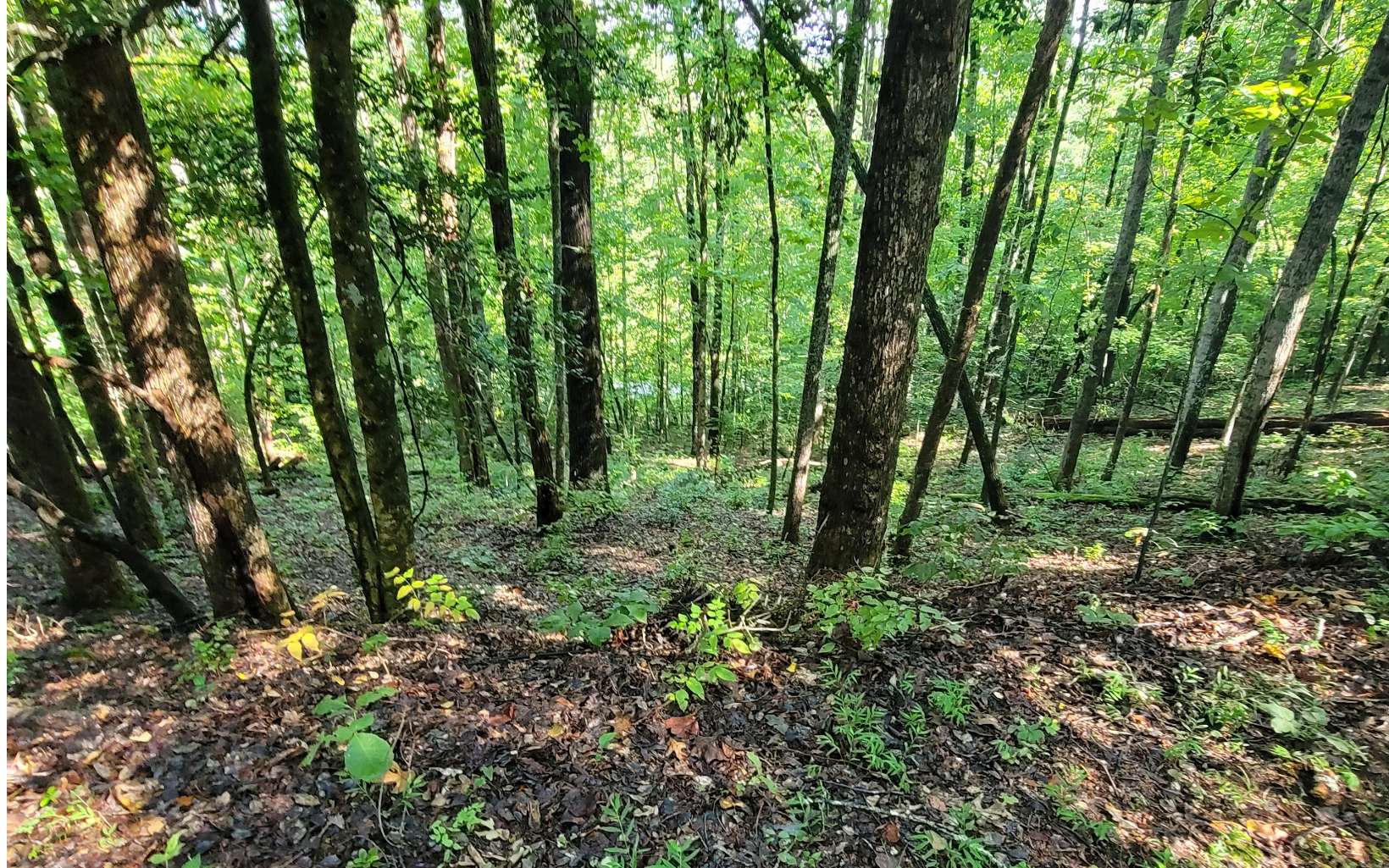 154-5 Dogwood Circle Hayesville NC 28904