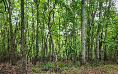 North View Drive Mineral Bluff GA 30559