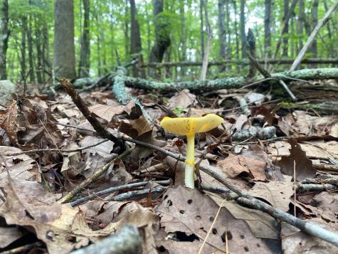 Lt 51,53 Squirrel Hunting Road Ellijay GA 30536