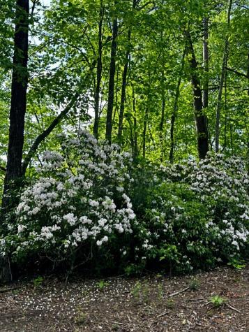 Lot 27 Prospect Ridge Blue Ridge GA 30513