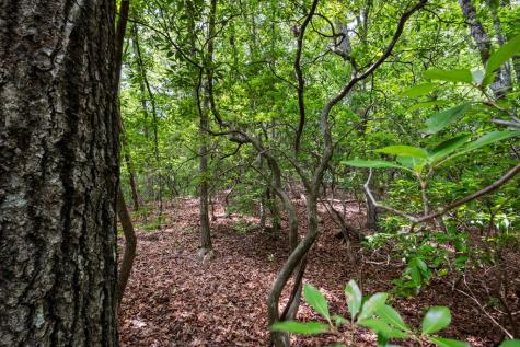57.64 Ac Mountain Ash Road Ellijay GA 30536